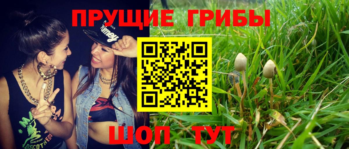 Псилоцибиновые грибы GOLDEN TEACHER  наркотики  Псилоцибиновые грибы Psilocybine cubensis  Димитровград  Вход с VPN 